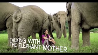 Inspiring Elephant Sanctuary activist in Chiang Mai  WTTV [upl. by Eliathas]