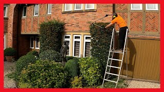 Pruning amp Shaping Shrubs  Pyracantha Hedge Mexican Orange Blossom Oleaster  Stihl HSA 66 [upl. by Aneetak363]