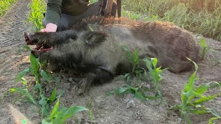 Polowanie na Dziki  STRZAŁ DO DZIKA W DZIEŃ  wild boar Hunting [upl. by Dougall917]