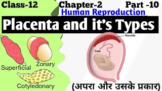 development of placenta  types of placenta  structure and function of placenta [upl. by Namaj]