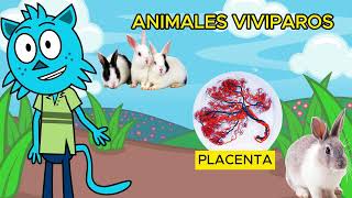 🐣🥚¡Animales Ovíparos Vivíparos y Ovovivíparos para niños🦈🐾 [upl. by Athenian]