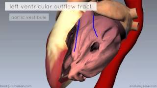 Heart Anatomy  Left Ventricle  3D Anatomy Tutorial [upl. by Lynnett]