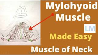 Mylohyoid muscle  Origin insertion nerve supply and actions  Mylohyoid muscle anatomy [upl. by Brodeur]