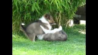 Sheltie puppies 78 weeks old playing in the yard [upl. by Ron]