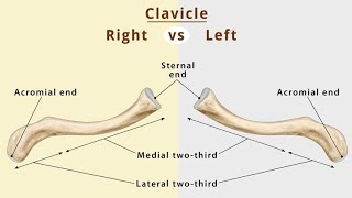 Anatomy of clavicle boneamp function collar bone 🦴 DrNY [upl. by Grigson39]