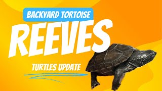 Reeves turtles are getting BIG [upl. by Tirzah]