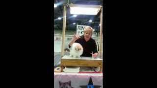 World CFA Cat Show Nov 1718 2012 Columbus [upl. by Goodman]