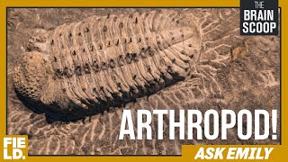 ARTHROPOD  Ask Emily [upl. by Emelen]