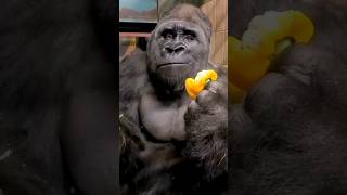 The Largest Primate Gorilla shorts animals pets [upl. by Lertnom140]