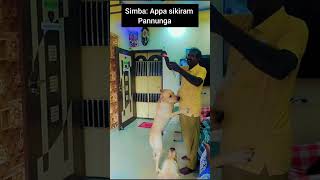 Labradors playing with Bubbles shorts pinkysimba [upl. by Ketchan48]