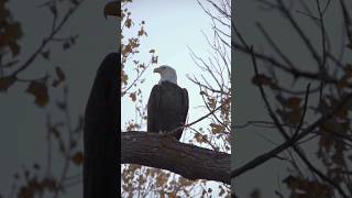 Some footage of the Great Horned Owl and Eagle I hung out with this week owl wildlife fyp [upl. by Opportuna]