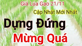 Giá lúa amp gạo hôm nay 21112024 Bảng giá lúa  Sẽ đạt kỷ lục vào năm 2025 khi Ấn Độ trở lại TT [upl. by Perseus254]