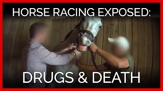 Horse Racing Exposed Drugs and Death [upl. by Roinuj986]