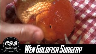 Oranda Goldfish Wen SurgeryTrimmingRemoving [upl. by Freyah]