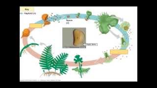 The Fern Lifecycle [upl. by Fazeli]