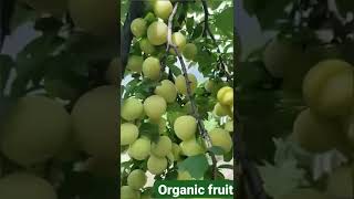 Enjoy organic fruits with fruit world [upl. by Kali]