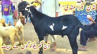 Wednesday ludan bakra mandi updatemakhi chena beetal bakre28 September2022gillani goat farm [upl. by Ahsieyt166]