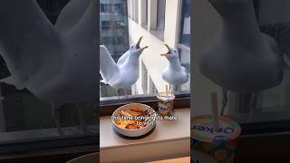 Rescue seagull animals adorably cute shorts shortvideo [upl. by Ocsecnarf299]