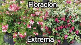 TOUR POR FLORACIÓN EXTRMA DE FUCSIAS PENDIENTES DE LA REINA BAILARINAS 🌺🏵️💚😻 Plantitas Consuelo [upl. by Rosaleen381]