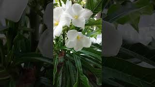 Champa \ Plumeria Plant White Flowers natureplants houseplants outdoor [upl. by Einapets]