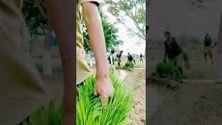 Day 5 Rice transplanting shots farming agriculture ricefarming [upl. by Hendrika]