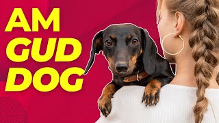 Dachshund Dogs 101  10 Reasons Why Doxies Are Good Dogs [upl. by Abran]