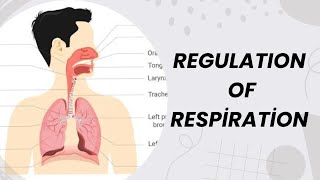 REGULATION OF RESPIRATION  NOTES  PHYSIOLOGY  NOTES  MBBS  BAMS  BHMS  BDS [upl. by Lienet109]