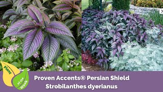 Strobilanthes dyerianus  Proven Accents® Persian Shield [upl. by Annayd]