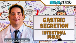 Gastrointestinal  Gastric Secretion The Intestinal Phase [upl. by Bethany]