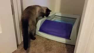 Automatic Cat Litter Box Set Up and Use [upl. by Arno729]