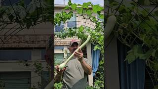 Harvesting the First Rampicante Zucchini of 2024 These are Soooo Good 💯🤗🤗 DHBG [upl. by Ysnat948]