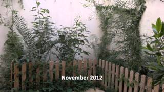 How To Grow Tropical Exotic Plants From Seed BEFORE amp AFTER 8 month JUNGLE [upl. by Rabi]