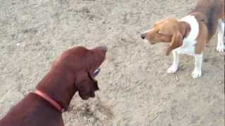 Vince the Beagle Vs CoonHound in howl off [upl. by Nahtannoj315]