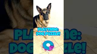 Rainy Day Fun Dog Puzzle Keeps Pups Entertained shorts youtubeshorts dog doglover fypyoutube [upl. by Boony]