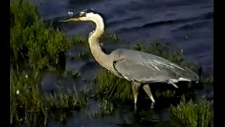 The BALLONA WETLANDS PRESERVATION Nature VS Gentrification [upl. by Ritch]