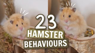 23 Hamster Behaviours 🐹 [upl. by Jakie1]