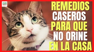 ✅ REMEDIOS CASEROS PARA QUE EL GATO NO SE ORINE EN LA CASA ✅ SOFÁ COLCHÓN [upl. by Roarke]