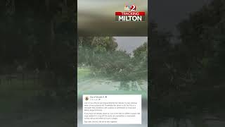 DeLand officer watches tree fall onto vehicle [upl. by Nnalorac44]