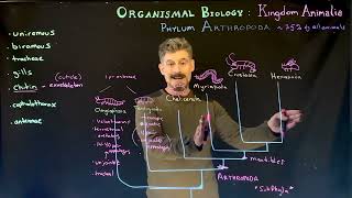 Arthropod Groups and Relationships [upl. by Hurleigh243]