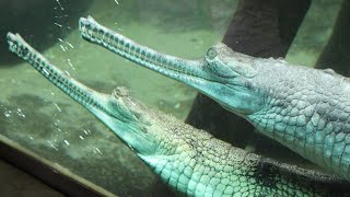 Gharials  Gaviáls  Zoo Praha [upl. by Inahs196]