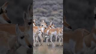 Fun Facts About Pronghorns shorts [upl. by Tierza]