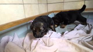 Les chiots Berger Allemand de Roxy 25 Novembre 2015 [upl. by Mccollum301]