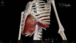 The diaphragm RES اناتومي [upl. by Airres569]