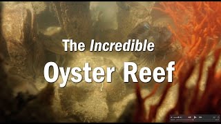 The Incredible Oyster Reef [upl. by Aivalf913]