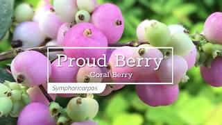 30 Seconds with Proud Berry® Coral Berry [upl. by Ihsoyim728]