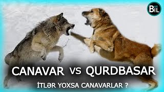 Canavar yoxsa İt   Canavarlar Haqqında  QURDBASAR VS CANAVAR [upl. by Llerrod142]