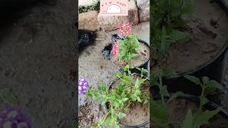 Verbena Flower  Verbena Plant Care  How To Grow Verbena Flowersshortsviralshortytshort [upl. by Adnola74]