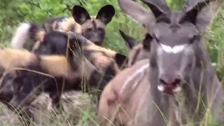 Wild Dogs feasting Kudu Alive [upl. by Ycrep]