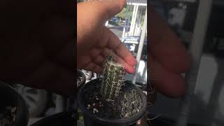 Finally my columnar cactus’ grow pups after few weeks under direct sun care pilosocereus [upl. by Nnyroc]