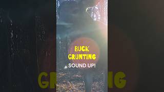 Whitetail Buck GRUNTING on Trail Cam shorts deer whitetaildeer deervideos trailcamera trailca [upl. by Liborio]